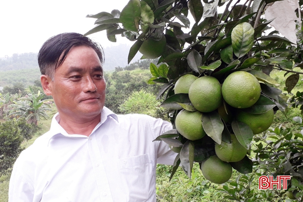 Những vườn cam Vietgap ở Hà Tĩnh “rục rịch” vào kỳ thu hoạch