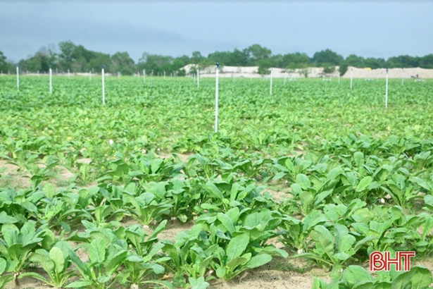 Vào vụ thu hoạch, vựa rau lớn nhất Cẩm Xuyên thu về trên 300 triệu đồng