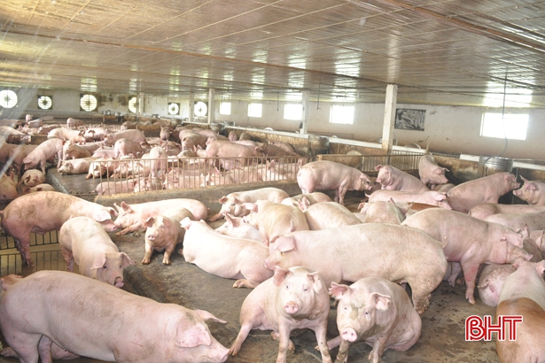 Giá lợn hơi tăng đến “khó tin”, các trang trại ở Hà Tĩnh không còn lợn xuất chuồng