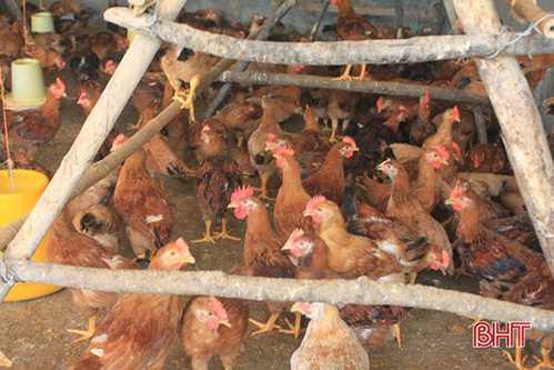 Cách làm hiệu quả: “Úm” gà giống bán cho nông dân