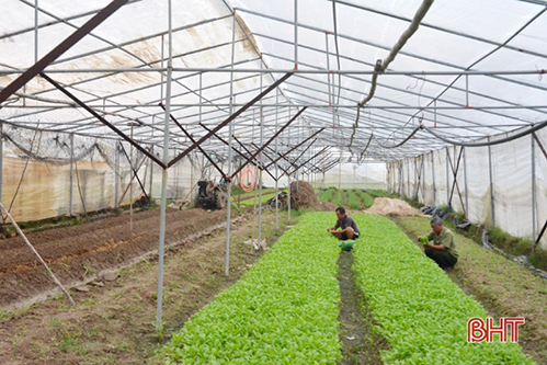 Sản xuất rau củ quả trong vườn nhà vừa hiệu quả kinh tế vừa đẹp cảnh quan
