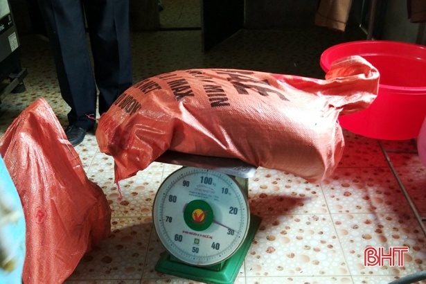 Kỳ Anh có 331 con lợn “dính” dịch tả Châu Phi phải tiêu hủy