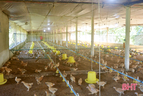 Bỏ lương hơn chục triệu, cử nhân Hà Tĩnh về quê mở trại gà nuôi 15 ngàn con/năm
