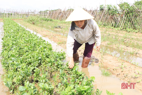 Nông dân Hà Tĩnh tập trung tiêu nước, nhanh tay tận thu rau sau mưa lớn