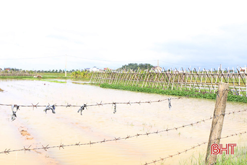 Nông dân Hà Tĩnh tập trung tiêu nước, nhanh tay tận thu rau sau mưa lớn