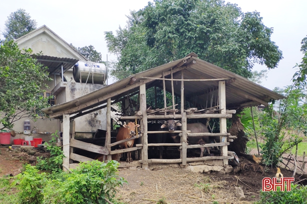 7 trâu, bò chết do mắc bệnh lở mồm long móng ở huyện miền núi Hà Tĩnh