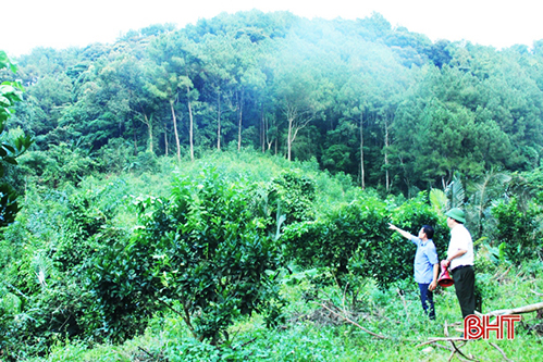 Mỗi năm, Hà Tĩnh sản xuất gần 12 triệu cây giống phục vụ trồng rừng