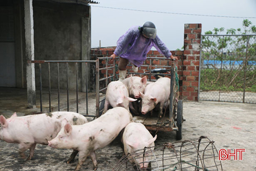 Giá thịt lợn “đạt đỉnh”, thị trường thực phẩm có tát nước theo mưa”?!