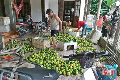 Người dân xứ cam bù Hà Tĩnh ước thu 375 tỷ đồng từ cây cam