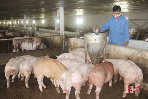 Số lợn thiệt hại do dịch tả lợn châu Phi ở Hà Tĩnh thấp nhất khu vực Bắc Trung Bộ