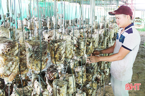 Chàng trai mồ côi ở Hà Tĩnh đầu tư hơn nửa tỷ xây dựng mô hình trồng nấm