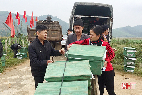 Hỗ trợ 200 đàn ong giống cho hộ nghèo, cận nghèo ở xã miền núi Hương Khê
