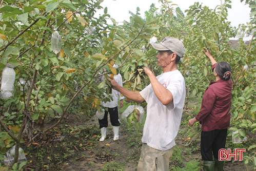 Bán hàng online, lão nông Hà Tĩnh trồng ổi ngoại thu gần 10 triệu mỗi tháng