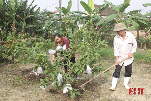 Bán hàng online, lão nông Hà Tĩnh trồng ổi ngoại thu gần 10 triệu mỗi tháng