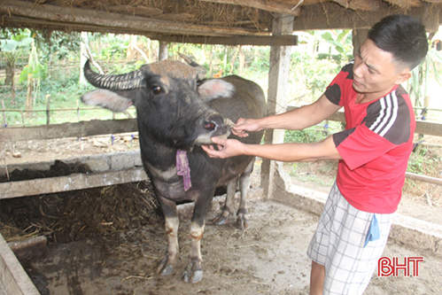 Không cách ly, không báo dịch, người chăn nuôi đang “tiếp tay” cho bệnh LMLM gia súc