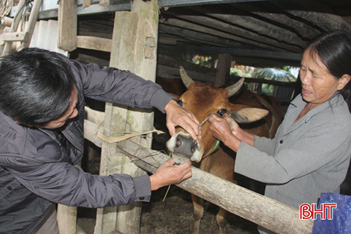 Không cách ly, không báo dịch, người chăn nuôi đang “tiếp tay” cho bệnh LMLM gia súc