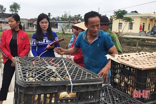 5.100 con gà giống giúp hộ nghèo Thạch Hà khởi nghiệp