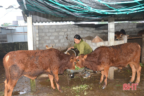 Tết này, nông dân Cẩm Sơn thu tiền tỷ từ đàn trâu, bò thịt