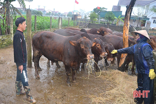 Tết này, nông dân Cẩm Sơn thu tiền tỷ từ đàn trâu, bò thịt