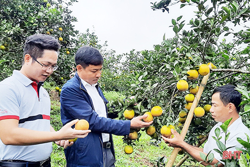 Trao giấy chứng nhận VietGAP cho người trồng cam Hương Sơn