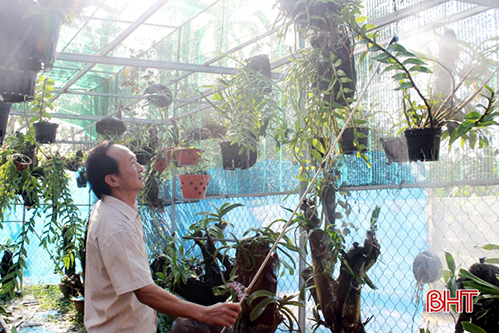 Thầy giáo trường làng Hà Tĩnh mê thuần hóa lan rừng
