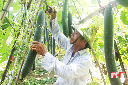 140 ha rau, củ Tượng Sơn “nói không” với dư lượng thuốc bảo vệ thực vật