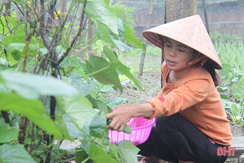 Xuân sớm trên khắp cánh đồng Hà Tĩnh