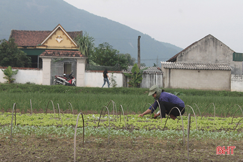 Xuân sớm trên khắp cánh đồng Hà Tĩnh