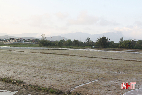Nông dân Hà Tĩnh “khử” hơn 700 tấn ốc bươu vàng trước khi gieo cấy vụ xuân