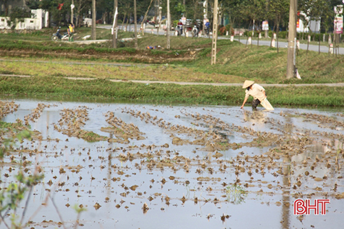 Nông dân Hà Tĩnh “khử” hơn 700 tấn ốc bươu vàng trước khi gieo cấy vụ xuân
