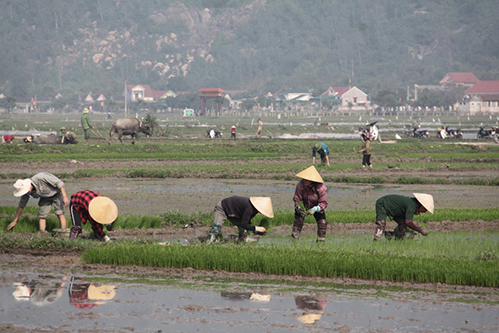 Xuân sớm trên khắp cánh đồng Hà Tĩnh