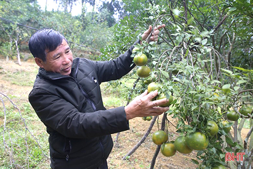 Xuân sớm trên khắp cánh đồng Hà Tĩnh