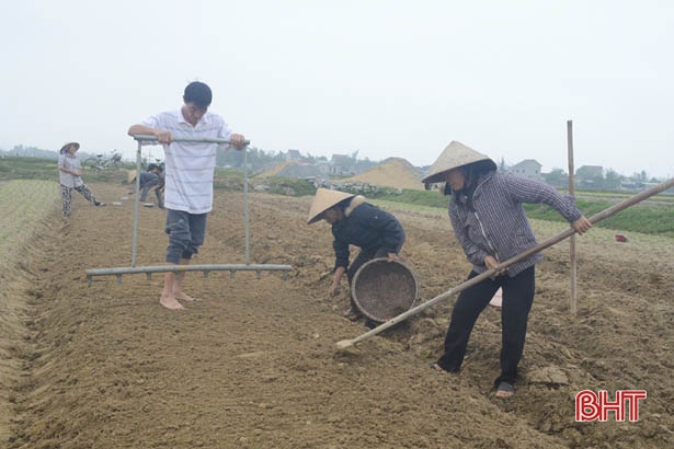 Nông dân Hà Tĩnh gieo trỉa lạc xuân “xuyên” Tết, đạt trên 600 ha