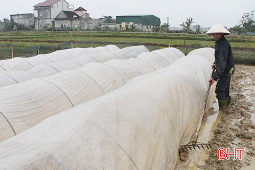 Hà Tĩnh: Gần 100 ha mạ gieo trước lịch thời vụ