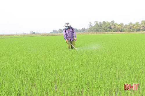 Hà Tĩnh: Sâu bệnh bắt đầu tấn công lúa xuân, nông dân gấp rút phòng trừ