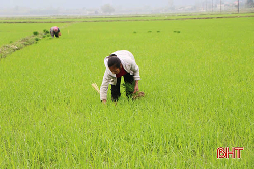 Hà Tĩnh: Sâu bệnh bắt đầu tấn công lúa xuân, nông dân gấp rút phòng trừ