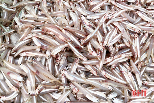 Ngư dân Kỳ Ninh trúng đậm cá cơm những chuyến biển đầu năm