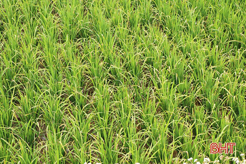 Hà Tĩnh: Nguy cơ đạo ôn gây hại lúa xuân trên diện rộng