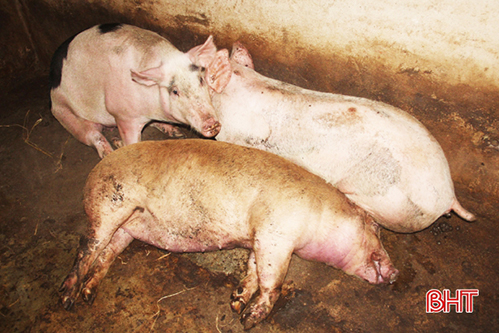 Giết mổ gia súc, gia cầm tự phát, nguy cơ lây nhiễm bệnh nguy hiểm từ động vật 