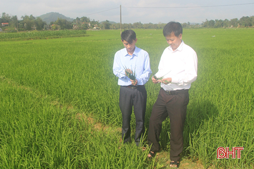 Sâu bệnh gây hại trên nhiều diện tích cây trồng ở Vũ Quang