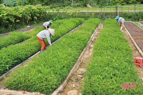 Liên kết phát triển kinh tế tập thể, nâng cao giá trị nông sản Hà Tĩnh