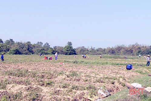 “Mục tiêu kép” giữa đại dịch của nông dân Hà Tĩnh