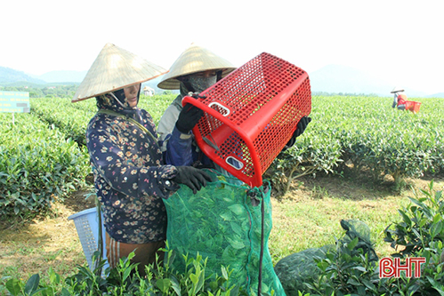 Người trồng chè Hà Tĩnh an tâm sản xuất trong mùa đại dịch
