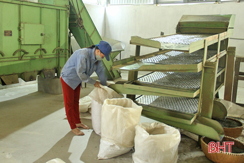 Người trồng chè Hà Tĩnh an tâm sản xuất trong mùa đại dịch