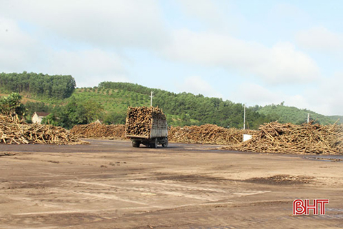 Vũ Quang phát triển rừng trồng phục vụ nhà máy sản xuất gỗ lớn nhất Hà Tĩnh
