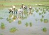 Đức Thọ: Quy hoạch vùng sản xuất lúa chất lượng cao 540 ha