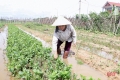 UBND tỉnh Hà Tĩnh phân bổ hơn 360 tấn giống rau màu phục vụ sản xuất