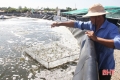 Cẩm Xuyên muốn giảm hơn 160 ha nuôi tôm trên cát trong 5 năm