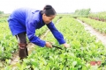 140 ha rau, củ Tượng Sơn “nói không” với dư lượng thuốc bảo vệ thực vật