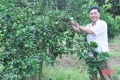 Lão nông Hà Tĩnh dùng đậu tương bón cho cam, thăm vườn bằng xe bán tải